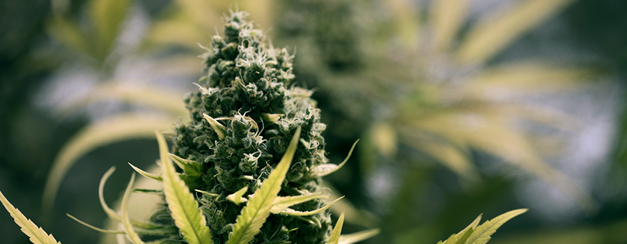 Fase Di Floritura Cannabis
