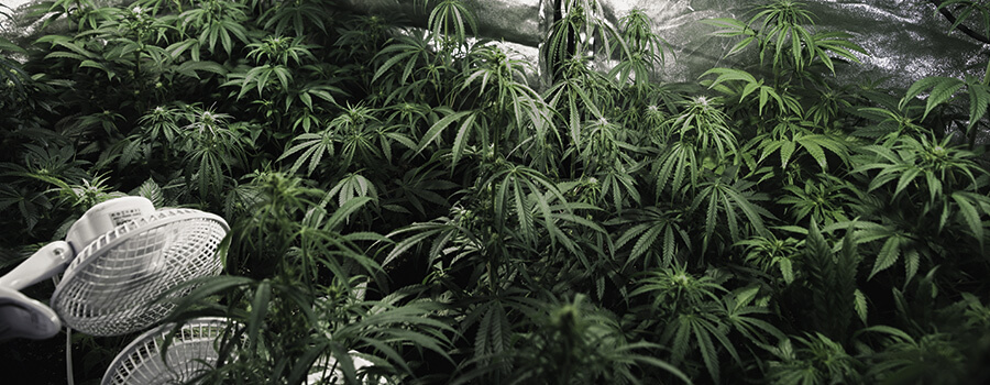 Ventilazione Interna Di Cannabis Ventilazione Interna Di Cannabis