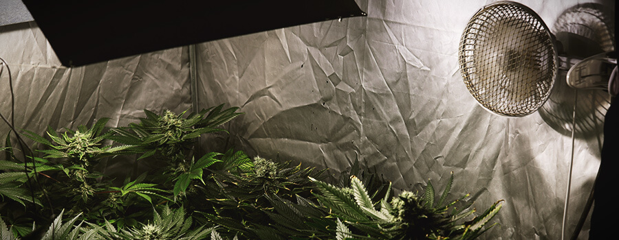 Circolazione D'Aria Cannabis Circolazione D'Aria Cannabis