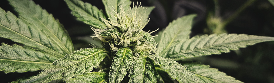 Fat Banana by Royal Queen Seeds Fat Banana by Royal Queen Seeds