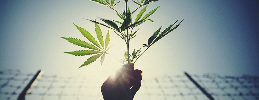 Recinzioni Per Proteggere La Piantagione Di Cannabis Dai Cervi