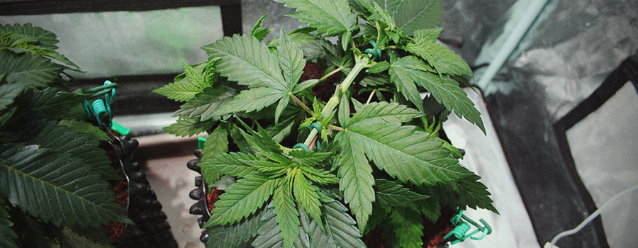 Fimming E Cimatura Applicati Alle Piante Cannabis Fimming E Cimatura Applicati Alle Piante Cannabis