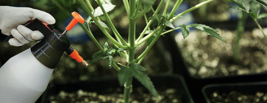 Epsom Sale Per Cannabis Epsom Sale Per Cannabis