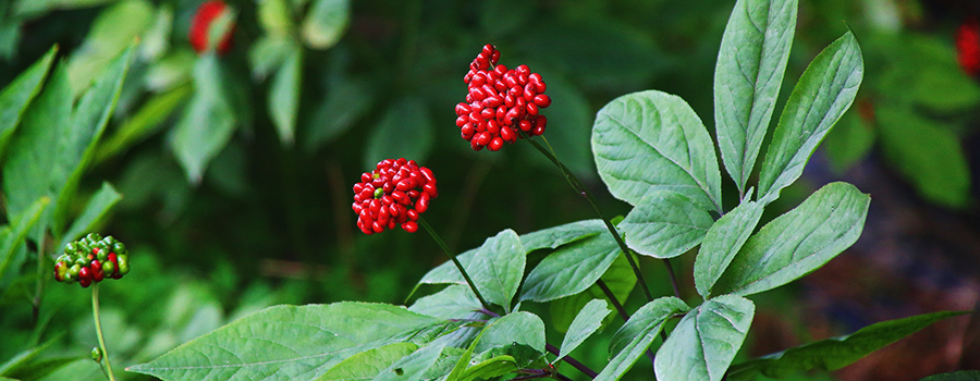 Humulene Terpeni Ginseng e Cannabis