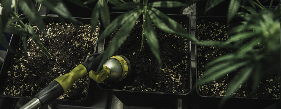 Risciaqua Piante Di Cannabis Risciaqua Piante Di Cannabis