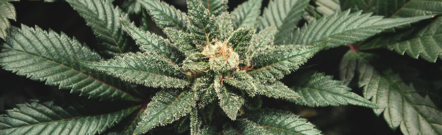 Fruit Spirit by Royal Queen Seeds Fruit Spirit by Royal Queen Seeds