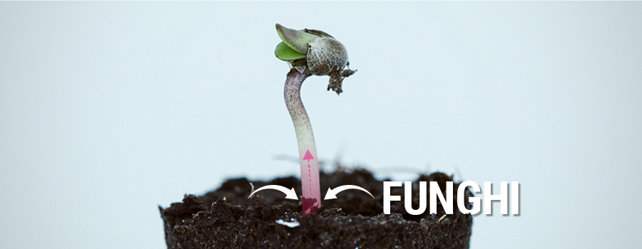 Damping-Off Funghi Cannabis