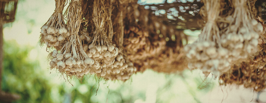 Garlic For Keep Away Deers from Cannabis Crops 