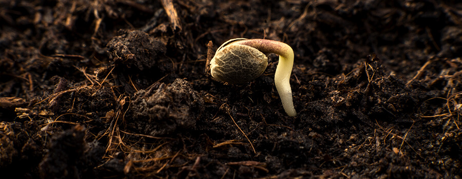 Semi Di Cannabis Germinati