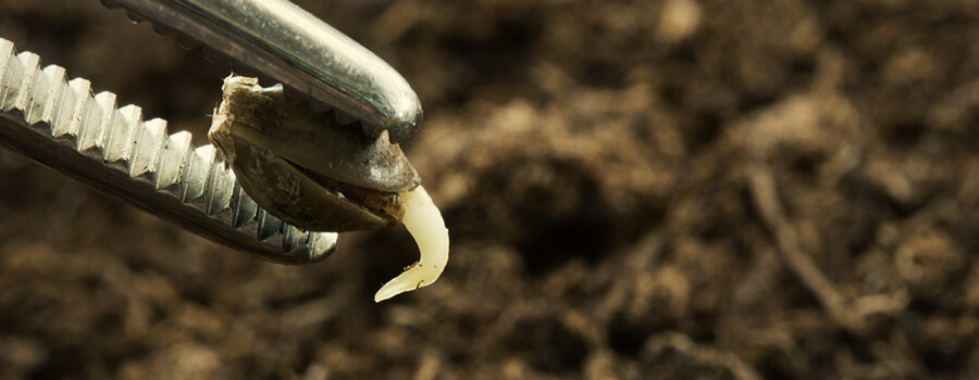 Germinazione Di Semi Di Cannabis Germinazione Di Semi Di Cannabis