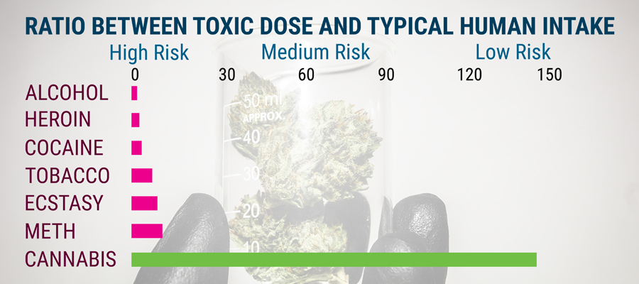 La scienza della cannabis tossicità La scienza della cannabis tossicità