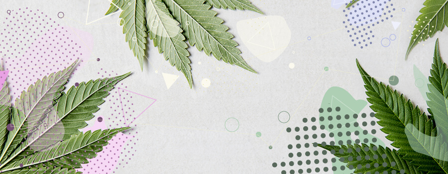 Terpeni E Cannabis
