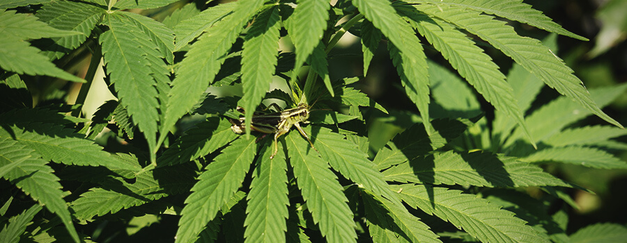 Cavallette Cannabis Cavallette Cannabis