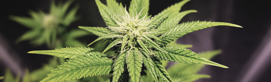 Green Gelato by Royal Queen Seeds Green Gelato by Royal Queen Seeds