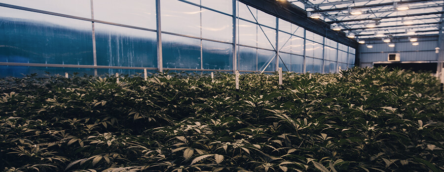 Inquinamento Luminoso Della Cannabis Della Serra Inquinamento Luminoso Della Cannabis Della Serra