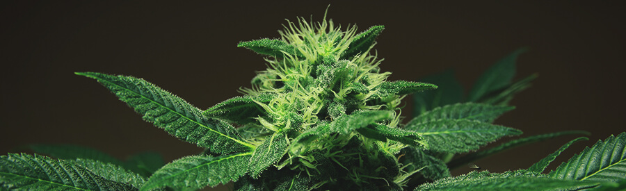 Haze Berry by Royal Queen Seeds Haze Berry by Royal Queen Seeds