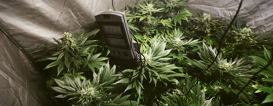 Umidità Di Temperatura Cannabis Umidità Di Temperatura Cannabis