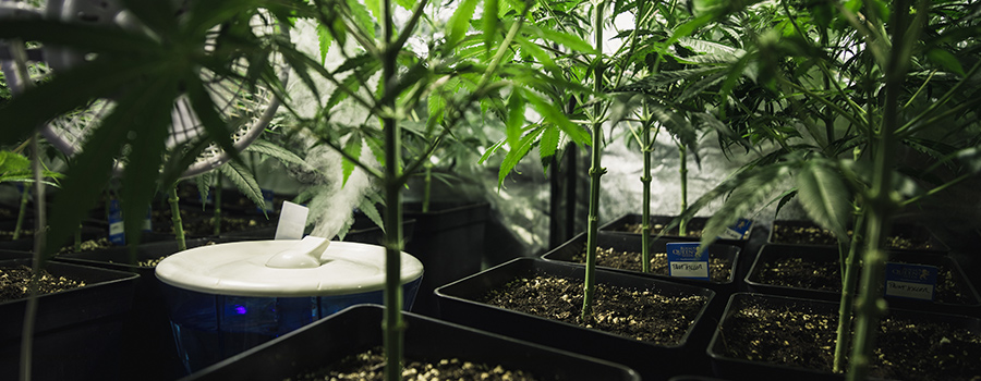 Umidità Deumidificatore Estrattori Cannabis Umidità Deumidificatore Estrattori Cannabis