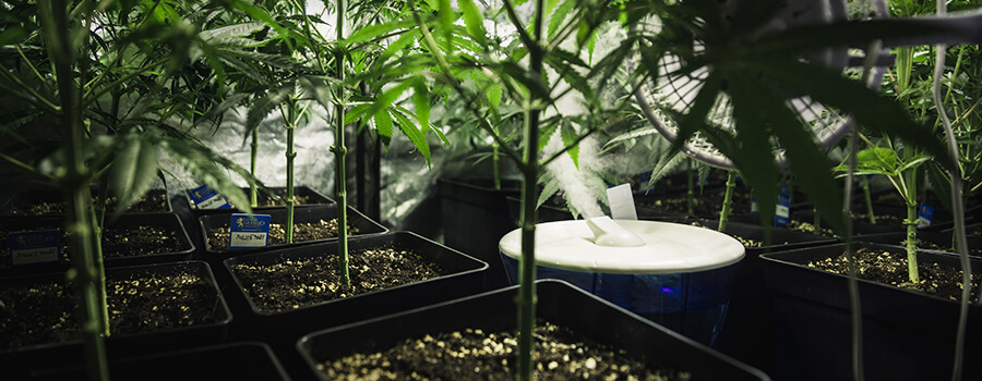 Deumidificatore Di Coltivazione Di Cannabis Di Umidità E Temperatura Deumidificatore Di Coltivazione Di Cannabis Di Umidità E Temperatura