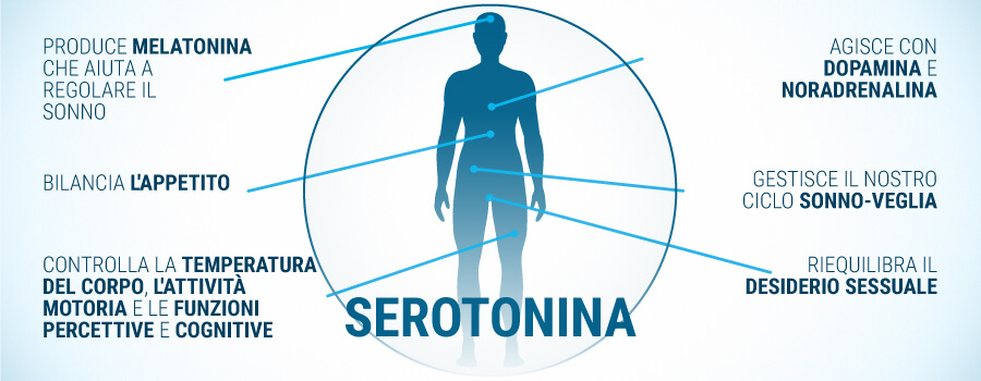 Efectos De La Serotonina En El Cuerpo Humano