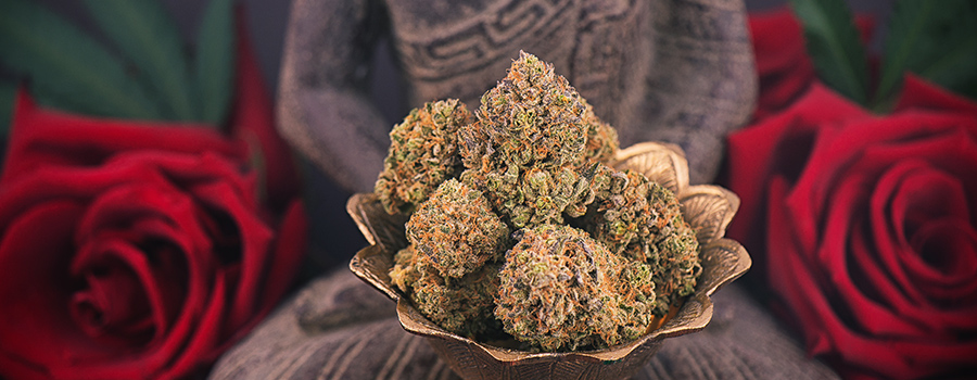 Cime Di Cannabis Per La Ricetta Bhang Cime Di Cannabis Per La Ricetta Bhang