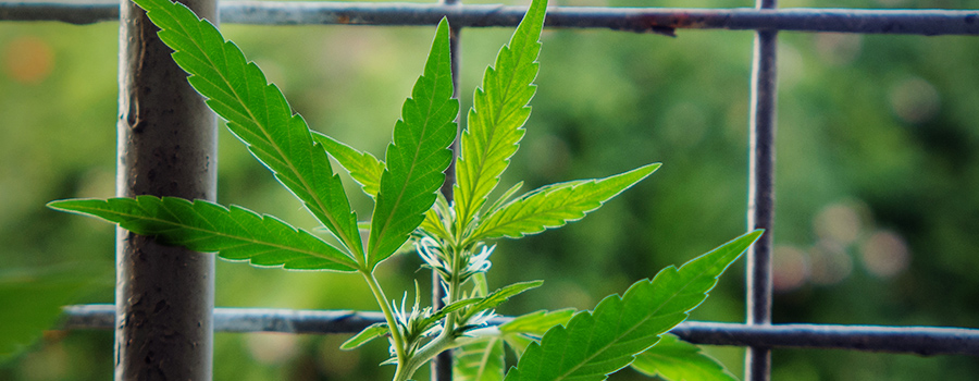 Pianta Di Cannabis In Un Balcone