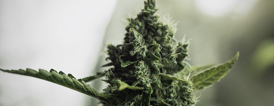 Cannabis In Fiore