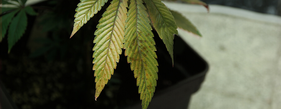 Septoriosi Macchie Gialle Sulle Foglie Pianta Di Cannabis Septoriosi Macchie Gialle Sulle Foglie Pianta Di Cannabis