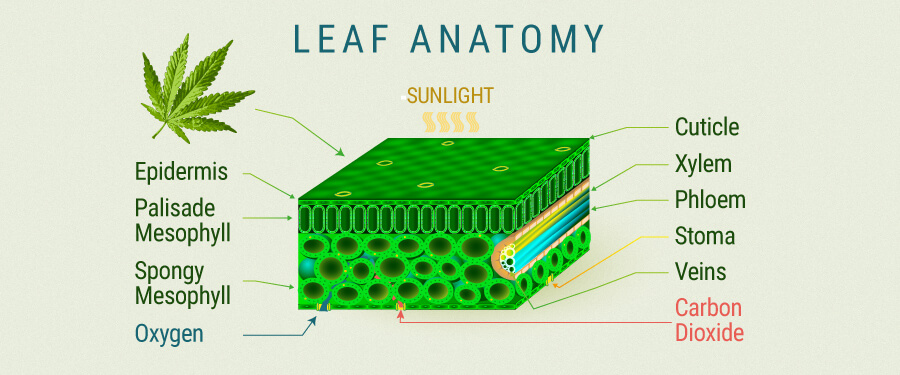 Foglia Anatomia Cannabis