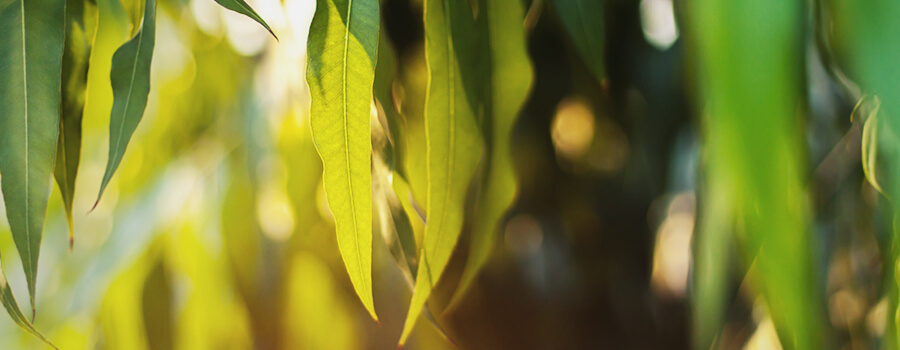 Foglie Di Eucalipto Terpene