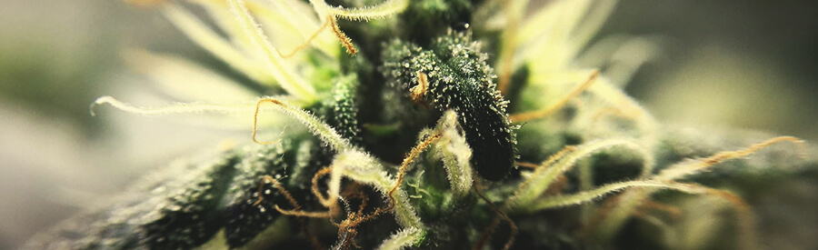 Lemon Shining Silver Haze By Royal Queen Seeds Lemon Shining Silver Haze By Royal Queen Seeds