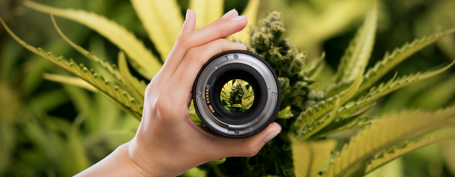 Impostazione Della Macchina Fotografica Obiettivo Fotografia Di Cannabis