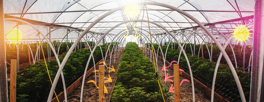 Illuminazione Laterale Serra Di Cannabis Illuminazione Laterale Serra Di Cannabis