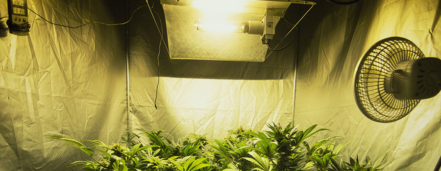 Luci E Temperatura Della Cannabis Indoor Luci E Temperatura Della Cannabis Indoor