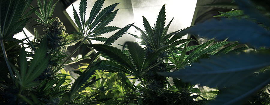 Luce Per Cannabis Luce Per Cannabis