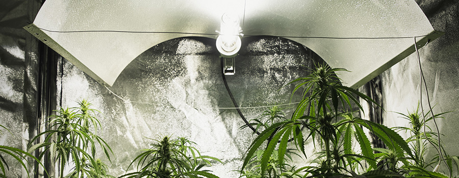 Intensità Luminosa Temperatura Cannabis Intensità Luminosa Temperatura Cannabis