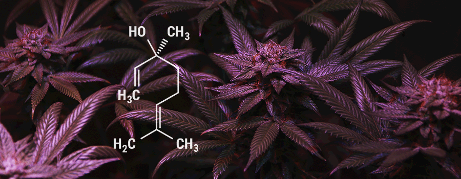 Linalool Cannabis Terpenoidi