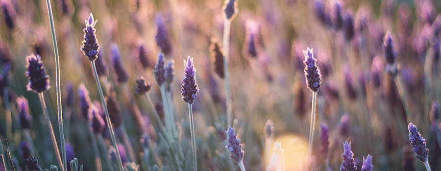Campi Di Lavanda Campi Di Lavanda