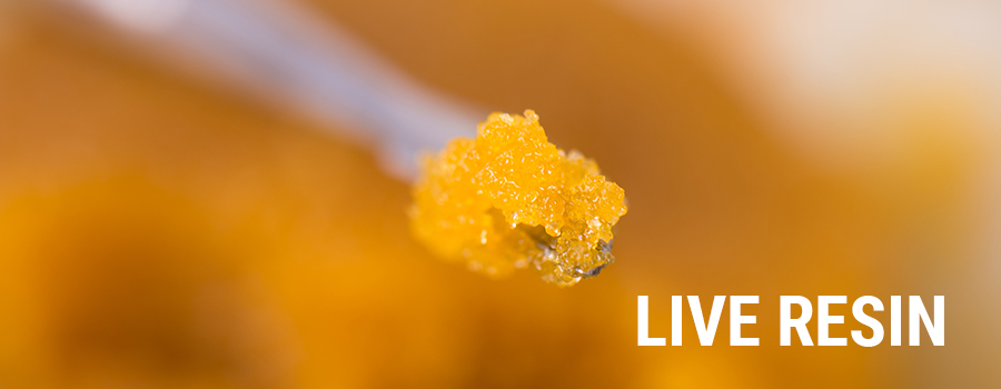 Estratti Di Cannabis In Resina Viva Estratti Di Cannabis In Resina Viva