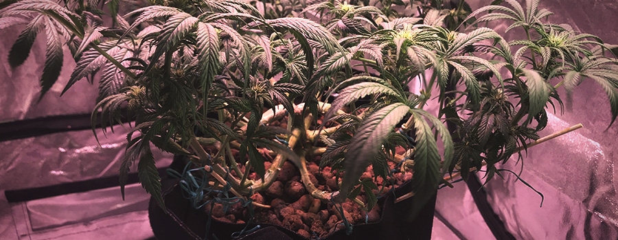 Tecnica Di Allenamento Nella Pianta Di Cannabis