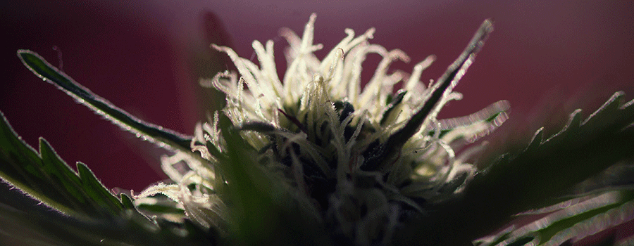 Macrophotography Coltivazione Di Piante Di Cannabis Macrophotography Coltivazione Di Piante Di Cannabis