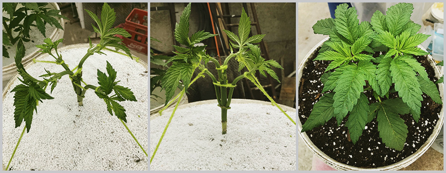 Mainlining Mainlining