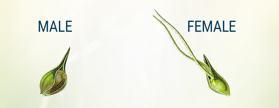 Bratta Femminile Maschio Della Cannabis Bratta Femminile Maschio Della Cannabis