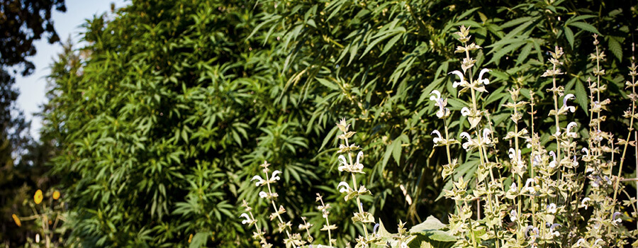 Consociazione Di Piante Cannabis Consociazione Di Piante Cannabis