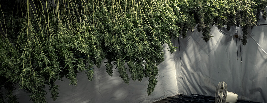 Pianta di Cannabis Pianta di Cannabis