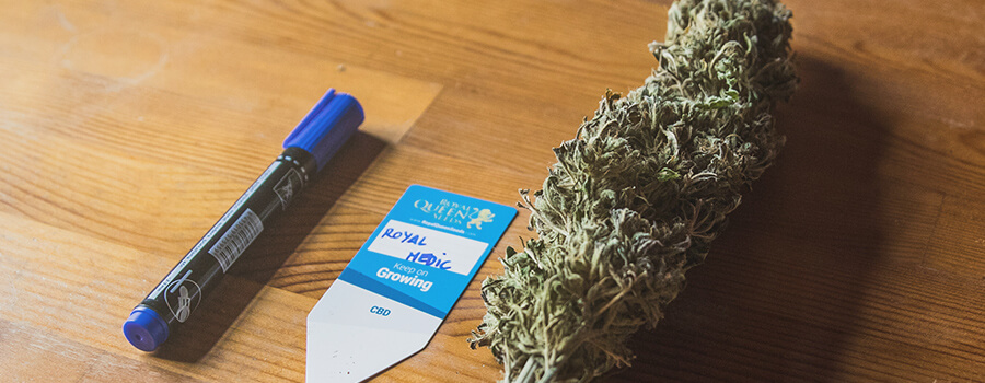 Cannabis Medica Cannabis Medica
