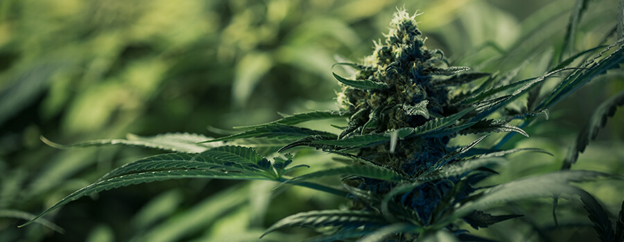Royal Medic di Royal Queen Seeds Royal Medic di Royal Queen Seeds