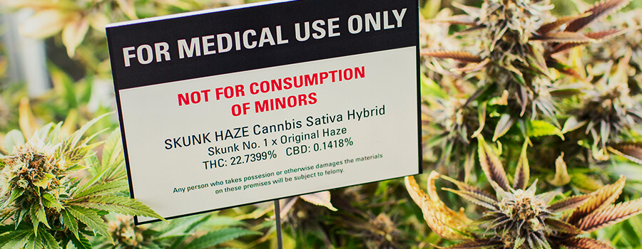 Piantagione Di Cannabis Per La Marijuana Medica