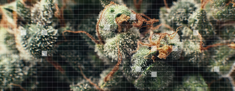 Microdosaggio Cannabis