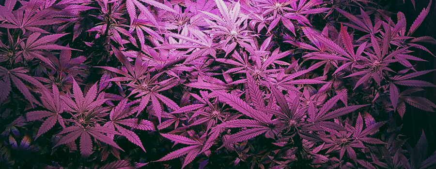 Royal Moby Cannabis 420 RQS semi di Marijuana